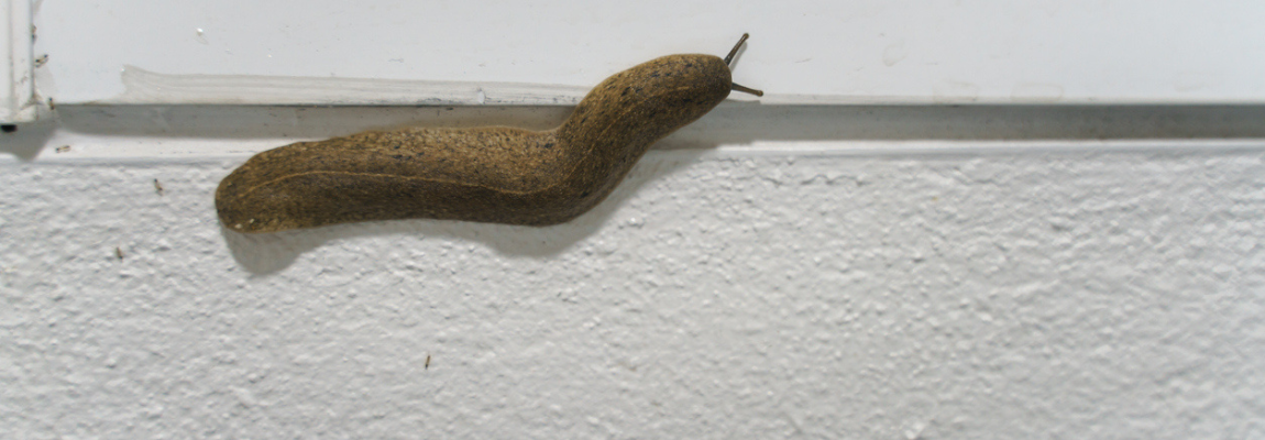 Dealing with Pests: Slugs